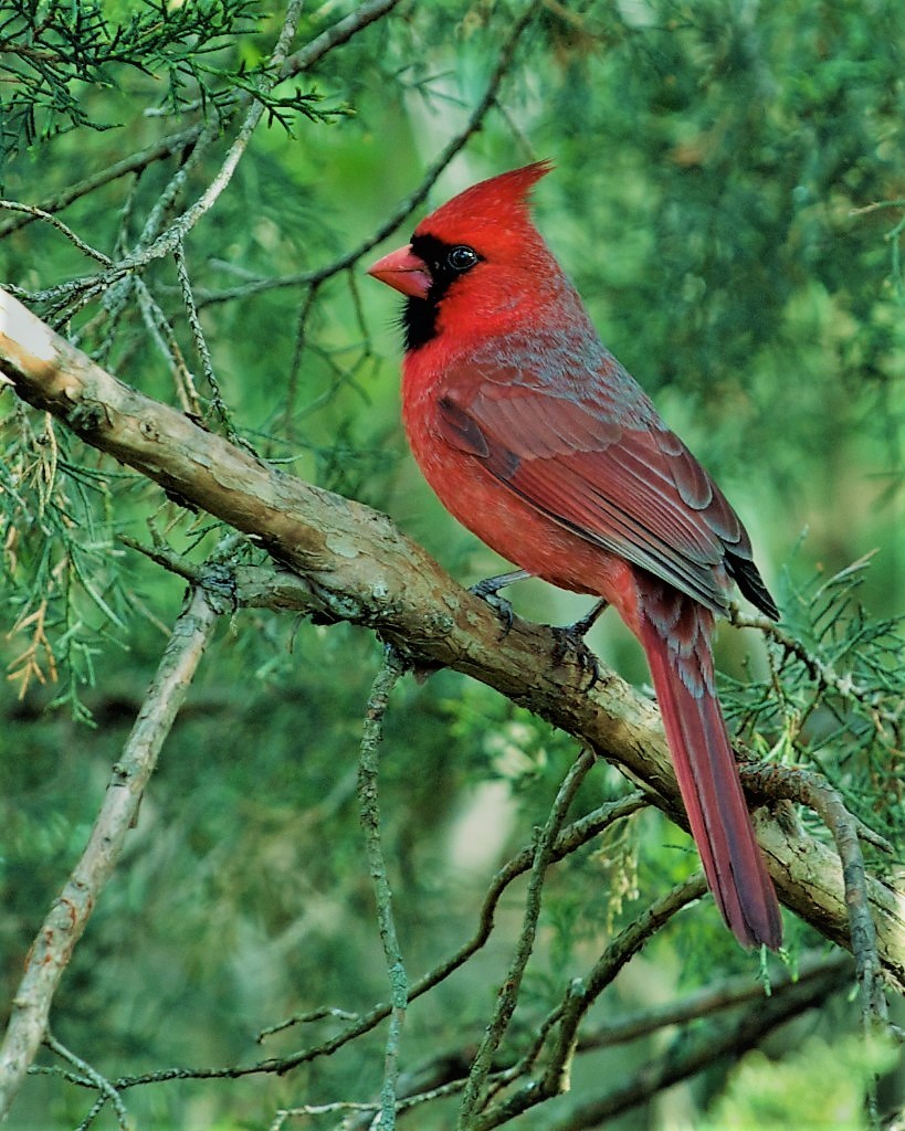 do-tsu tsi-s-qua / cardinal bird